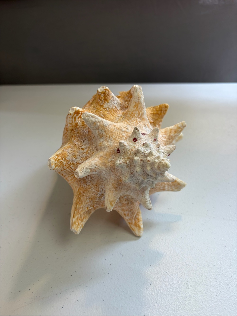 Natural Queen Conch Shell 8" Long Large Pink Rare Ocean Home Decor Seashell - Picture 4 of 7